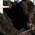 Trump claims deal to cut beef import tariffs to help curb high prices